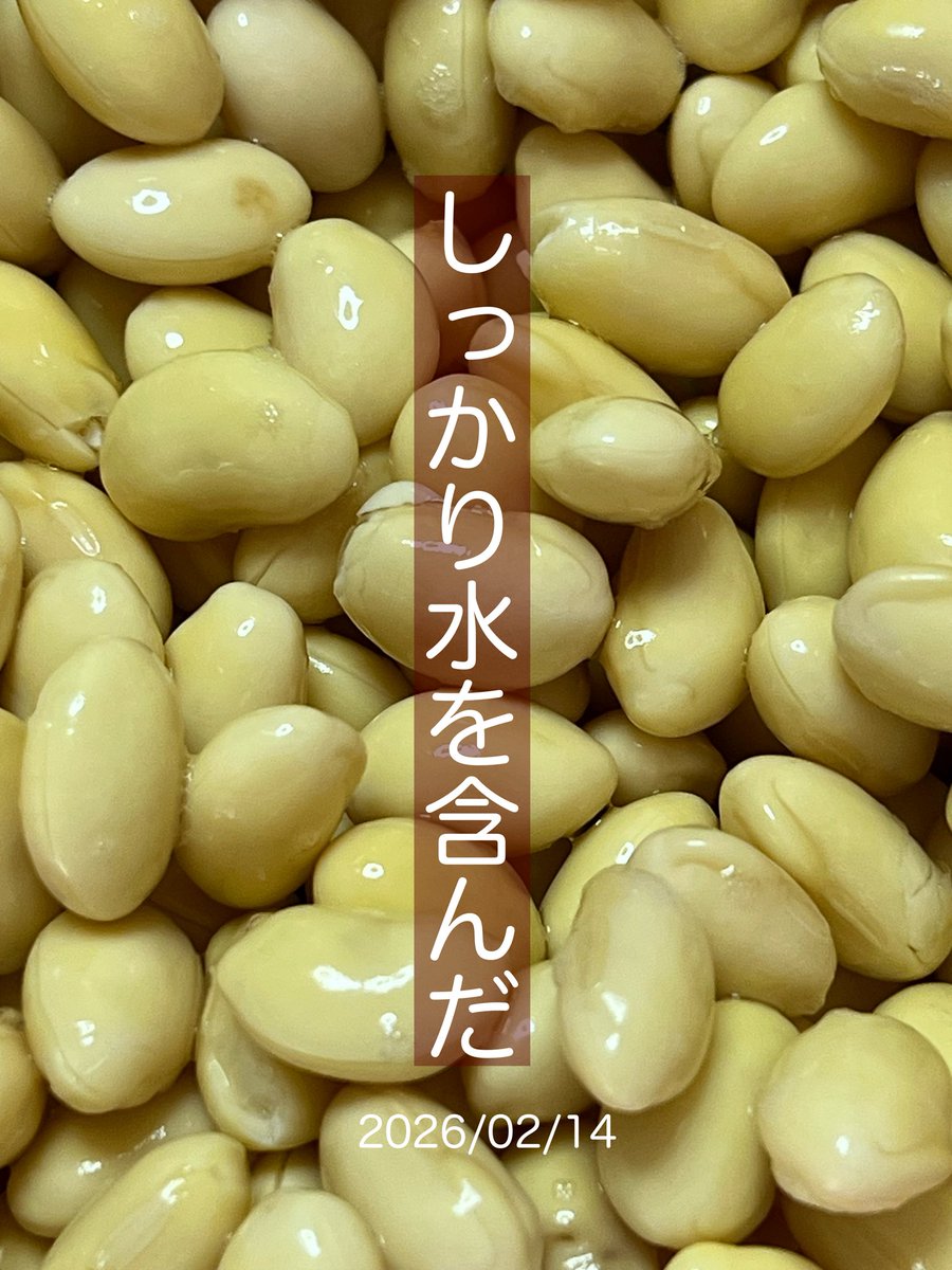 大豆が水をしっかり含むと これくらい大きくなる。