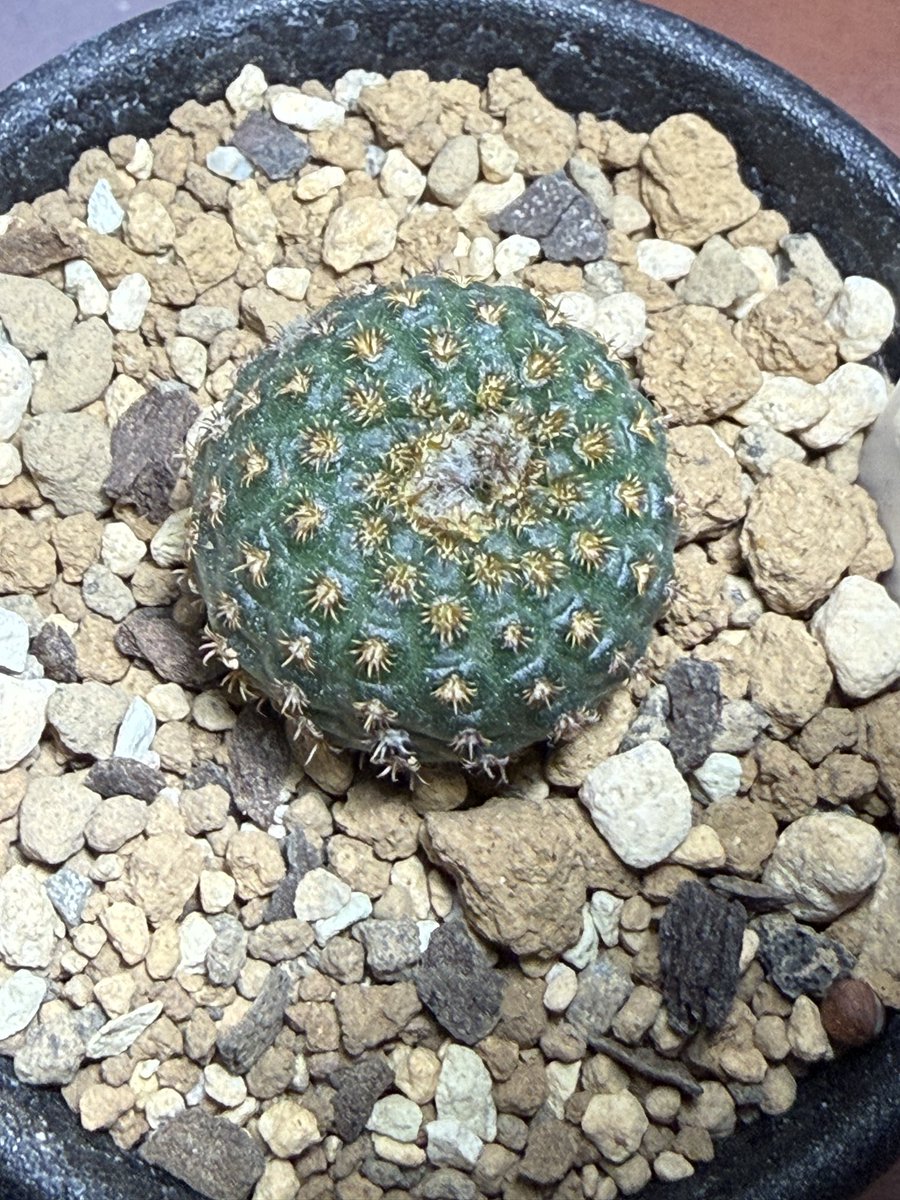 そして
こちらも蕾が少し大きくなってきた！