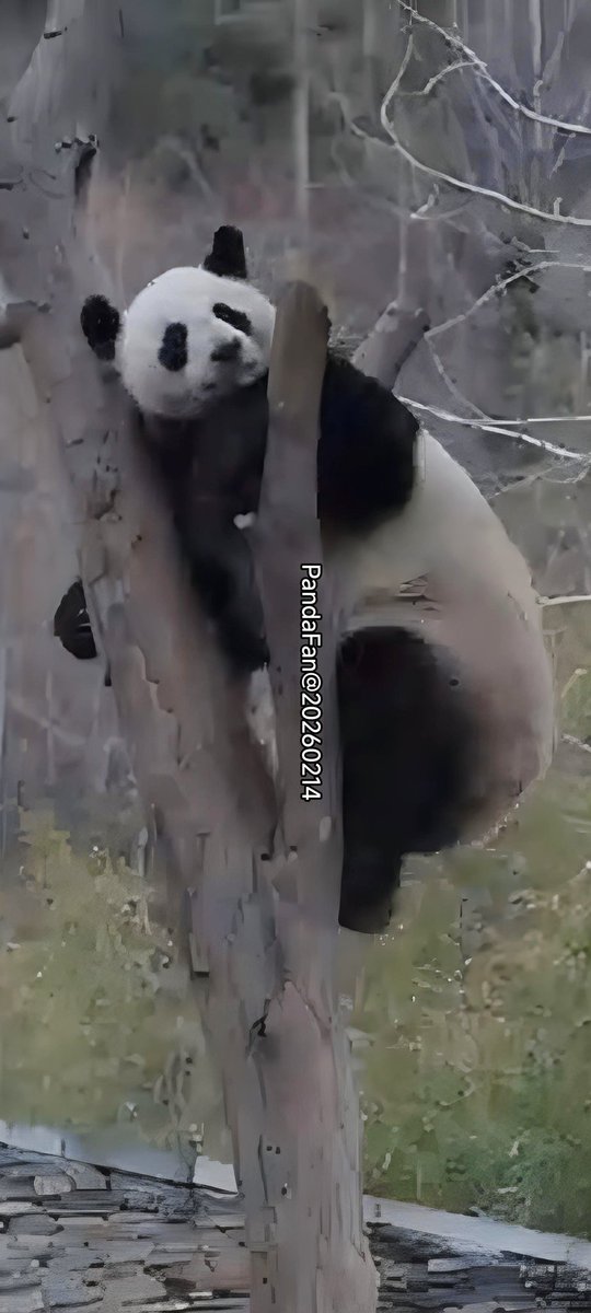 シャンちゃんLOVE (@marineb17001759) / Posts / X