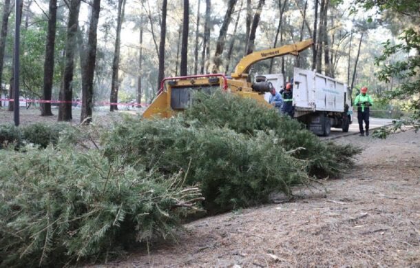 El Gobierno de Guadalajara superó 22% la meta de acopio de arbolitos navideños al reunir 3,771 ejemplares durante la campaña 2026. 

Serán convertidos en casi 38 mil kilos de composta para áreas verdes. El Bosque Los Colomos registró la mayor participación con 518 árboles.