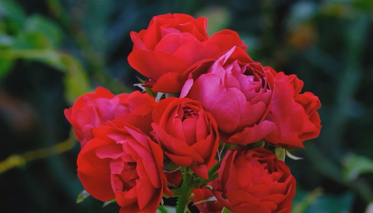 Con motivo del 14 de febrero, Día del amor y la amistad, la <a href="/SaderJal/">Sader Jalisco</a> del proyecta que la venta de rosas crecerá hasta un 25% en el Área Metropolitana de Guadalajara.

Más información: jaliscotv.com/crece-demanda-…