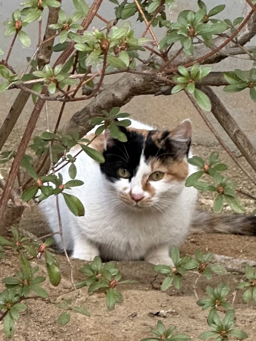 결국 본가 왔고 저번에 본 삼색이 만남