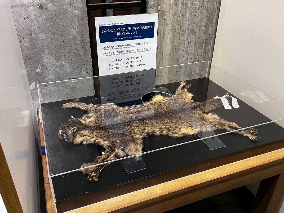 fujukan's tweet photo. 特別企画展「イリオモテヤマネコと見守ってきた人たち」開催中です！

本日2/14(土)より、触れる毛皮標本も公開開始しています。やさしくなででみてください！！

#風樹館　#イリオモテヤマネコ https://t.co/vcv0cQzgGR