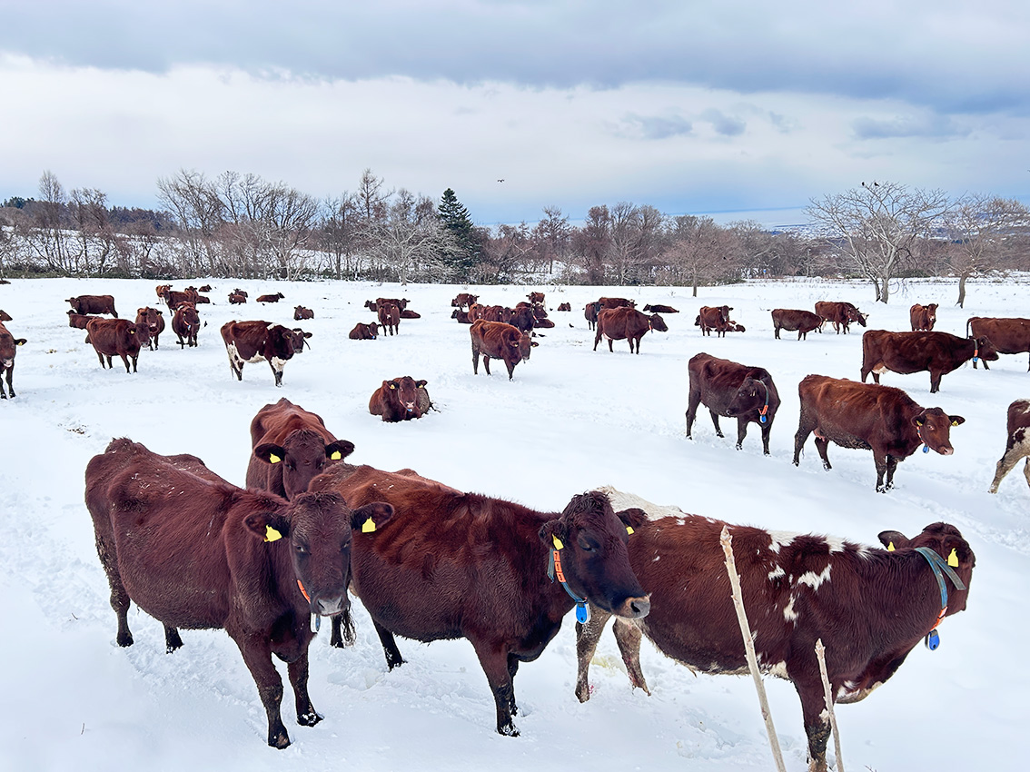 株式会社牧家 tweet media