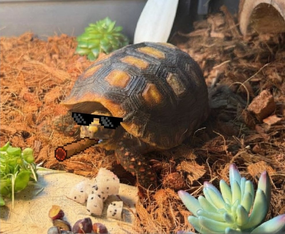 <a href="/TrueGemHunter/">THE HUNTER</a> Bro check out $FBC!!! WE HAVE A REAL LIFE TURTLE THATS BEING LIVE STREAMED 24/7 WITH CLAUDE A.I. MONITORING ALL OF HIS VITALS!!!

CA:cHJThV7zC1vcB432aCzAnSdP27xPtYRW6Trkwqwpump

Website: franklinbyclaude.com 

TG: t.me/fbc_community_…

Check it out website is super fire!!!!