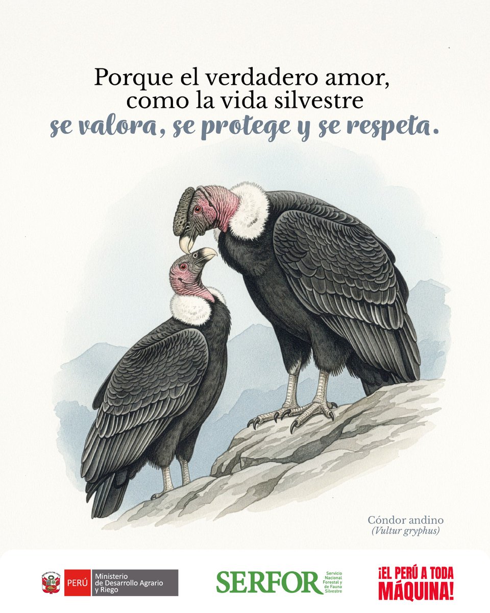 #SanValentínSilvestre 💘 | En lo alto de los Andes, el vuelo es en pareja 🏔️✨
El cóndor puede volar kilómetros… pero elige bien con quién comparte el cielo y para siempre. 

👀🫶 Querias decírselo y no sabías cómo.  Aquí te dejamos una ayuda