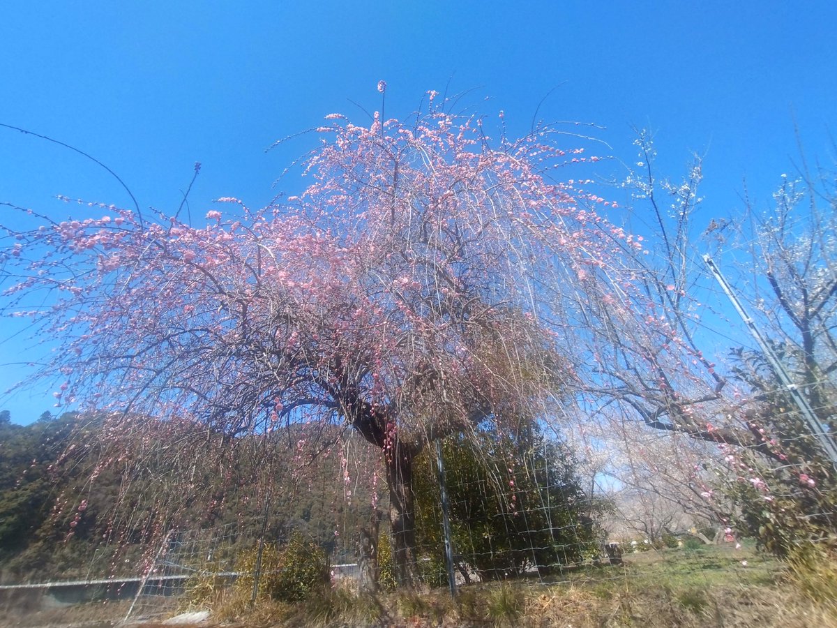 ふな!! tweet media