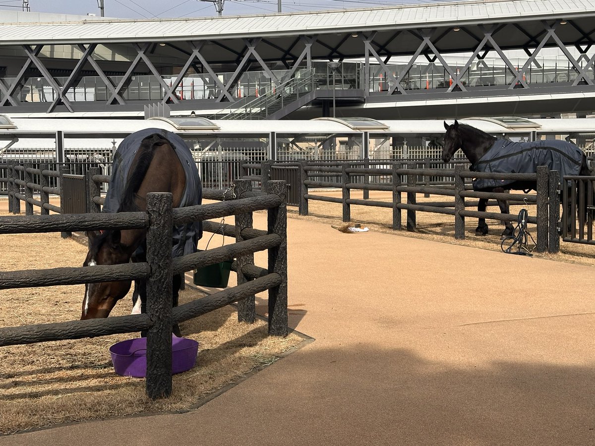 滞在10分。帰りまぁす ディープボンドブラックサンダーは近々場内