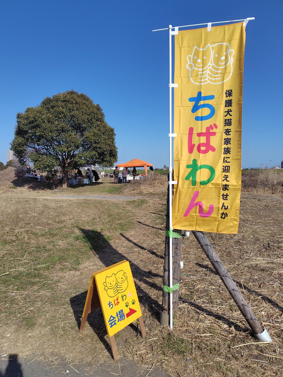 ちばわん(犬猫保護) tweet media