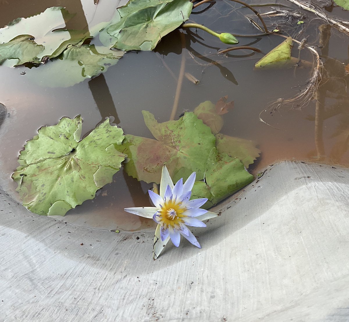 昨日、買った🪷水蓮が開き始めた