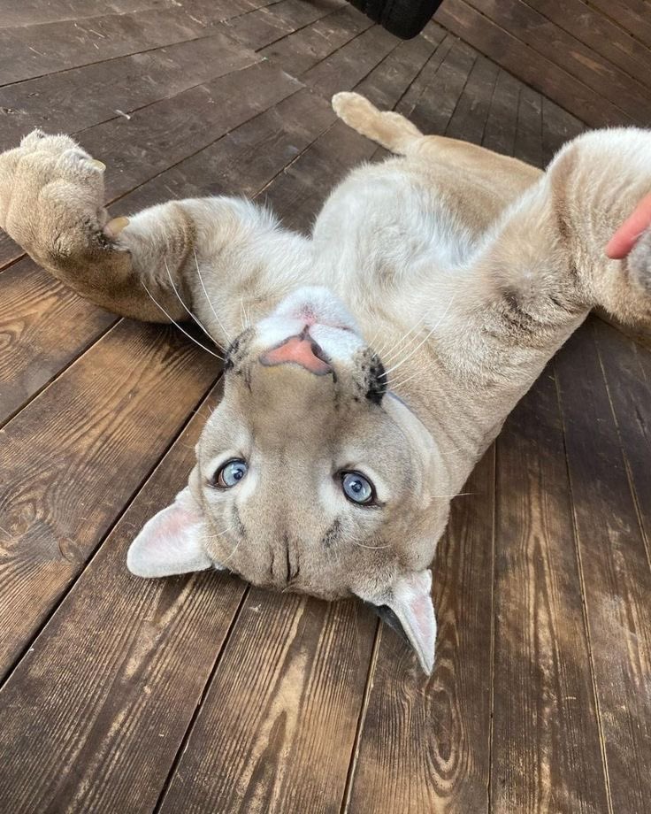 gougaronline's tweet image. ʎǝɥ