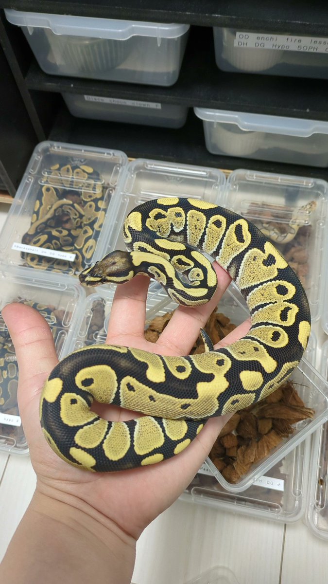 の*ん様 3307⭐️小輪⭐️リップ⭐️hercegovinus交配⭐️ギザギザ PINK REPTILES (@nao7o5p) / Posts / X