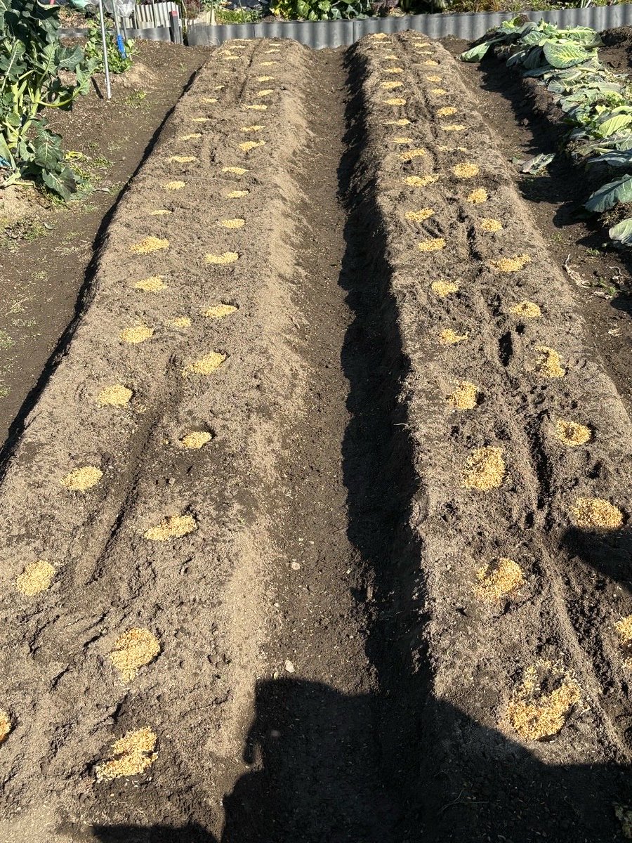 今日の農作業。
キャベツはラスト収穫。😊
先々週あげた畝にじゃがいもを植えた。
今年はアンデスときたあかり。
いつもはデストロイヤーって品種も植えるんだけど今年は種芋が入手出来なくて断念😅
上手く育ちますように🙏