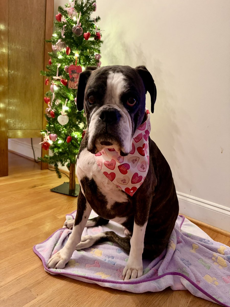 Happy Valentine’s Day from our pawfect Valentine’s❤️🐾🩷🐾 
PSA Mav is giving out “Free Kisses”💋
#ValentinesDay #HappyHearts