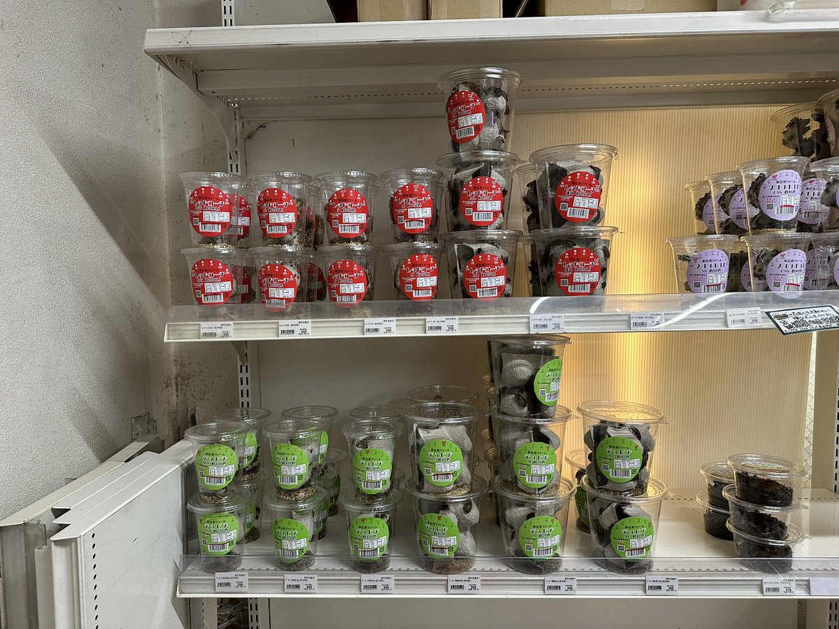 活餌コオロギの各種サイズが入荷致しました🦗

人気ある種類は沢山取り揃えております✨

ご来店をお待ちしております❗️