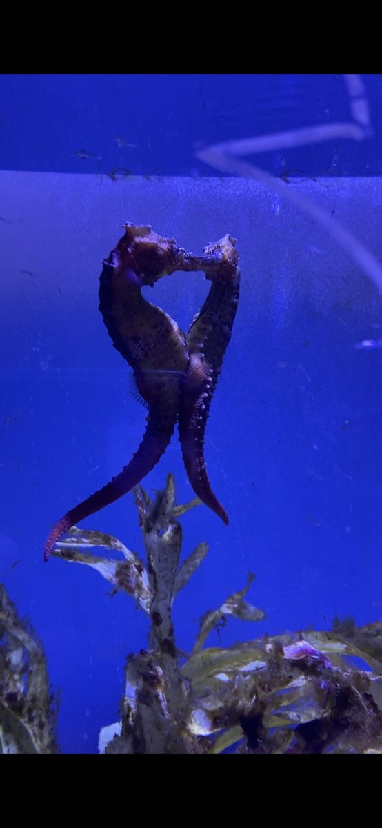 Happy Valentine  day❤️