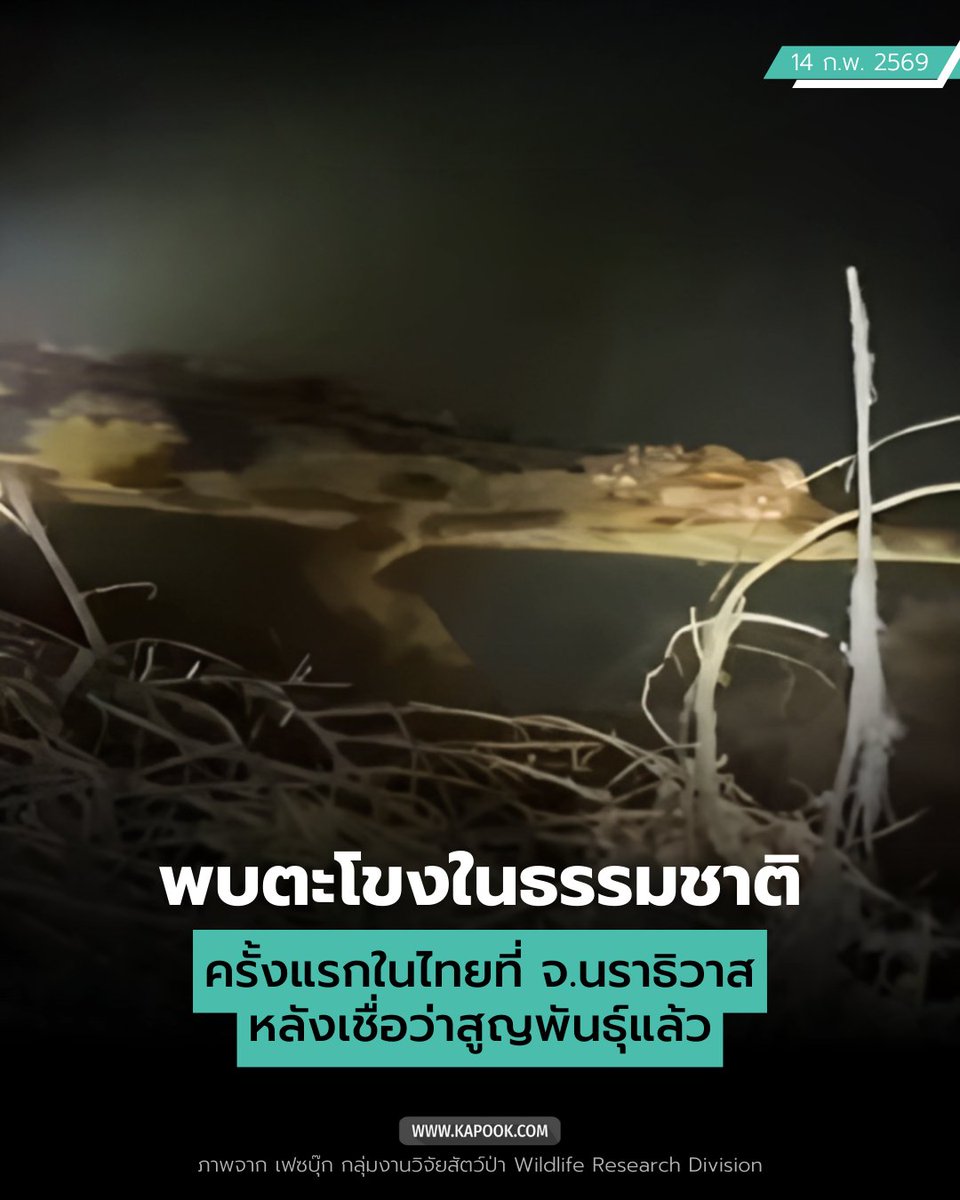 พบตะโขงในธรรมชาติครั้งแรกในไทย ยาวประมาณ 3 เมตร ที่คลองใน จ.นราธิวาส แม้เชื่อสูญพันธุ์จากไทยไปแล้ว ย้ำสถานะ ห้ามล่าหรือค้าเด็ดขาด
hilight.kapook.com/view/252016