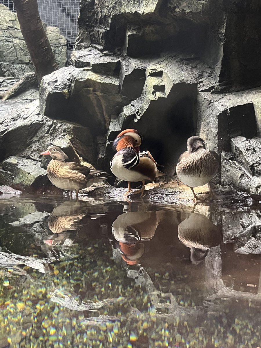 mechanical_mi's tweet photo. 🦆じゃない https://t.co/gK3jqlNIo0