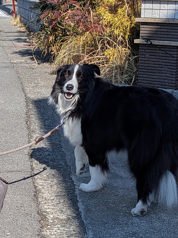 ドルチェ tweet media