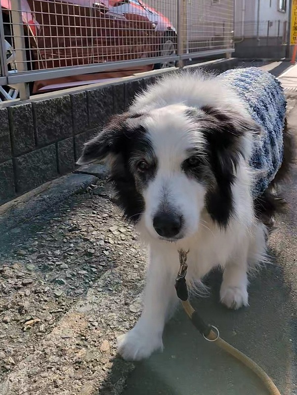 ドルチェ tweet media