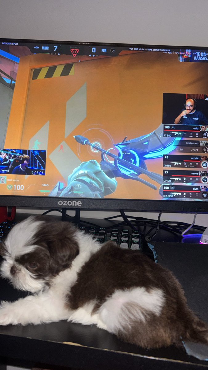 10jota_'s tweet photo. Vamoooos MIBR eu e o Puma estamos torcendo por vocês💙💙💙 #VCTAmericas #MIBR https://t.co/3Gxk6rvAEs