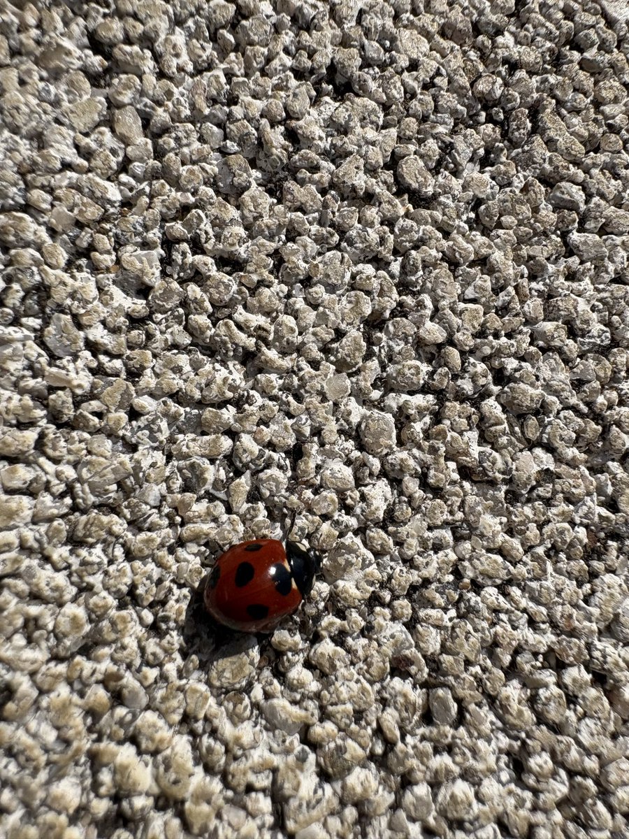 てんとう虫🐞 Ladybug