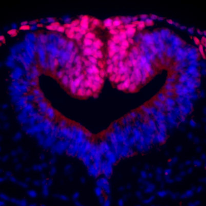 Society for Developmental Biology tweet media