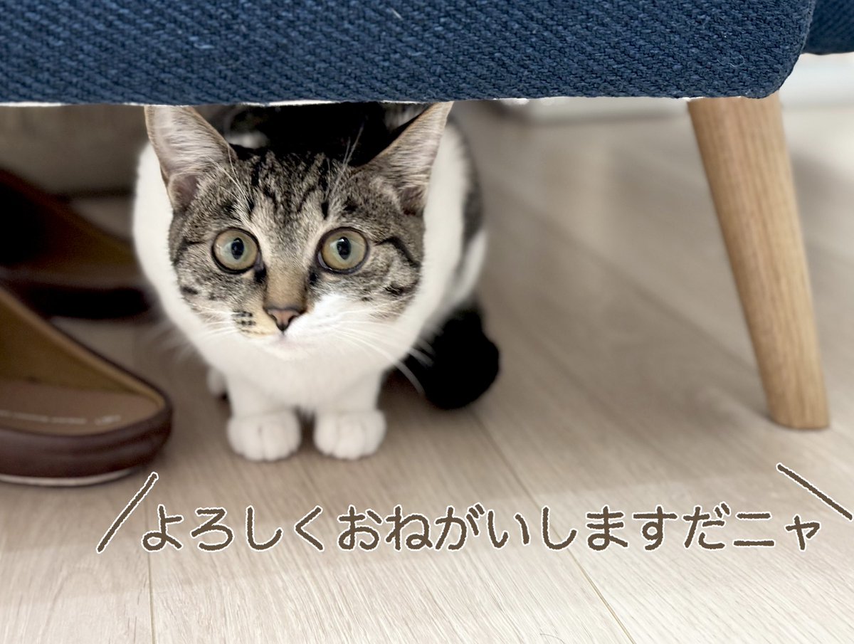 つゆちゃん tweet media