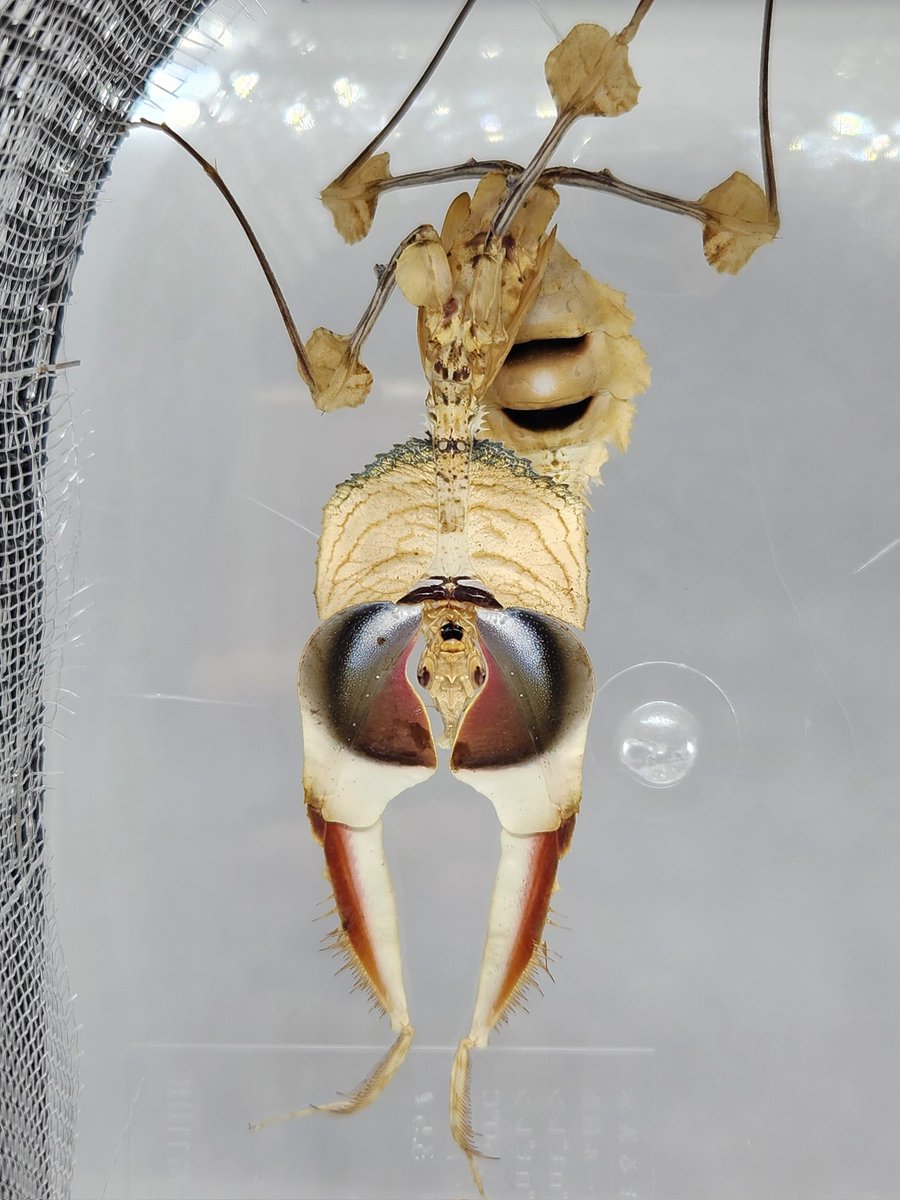 画像だけ見て最初なんか分からんかった