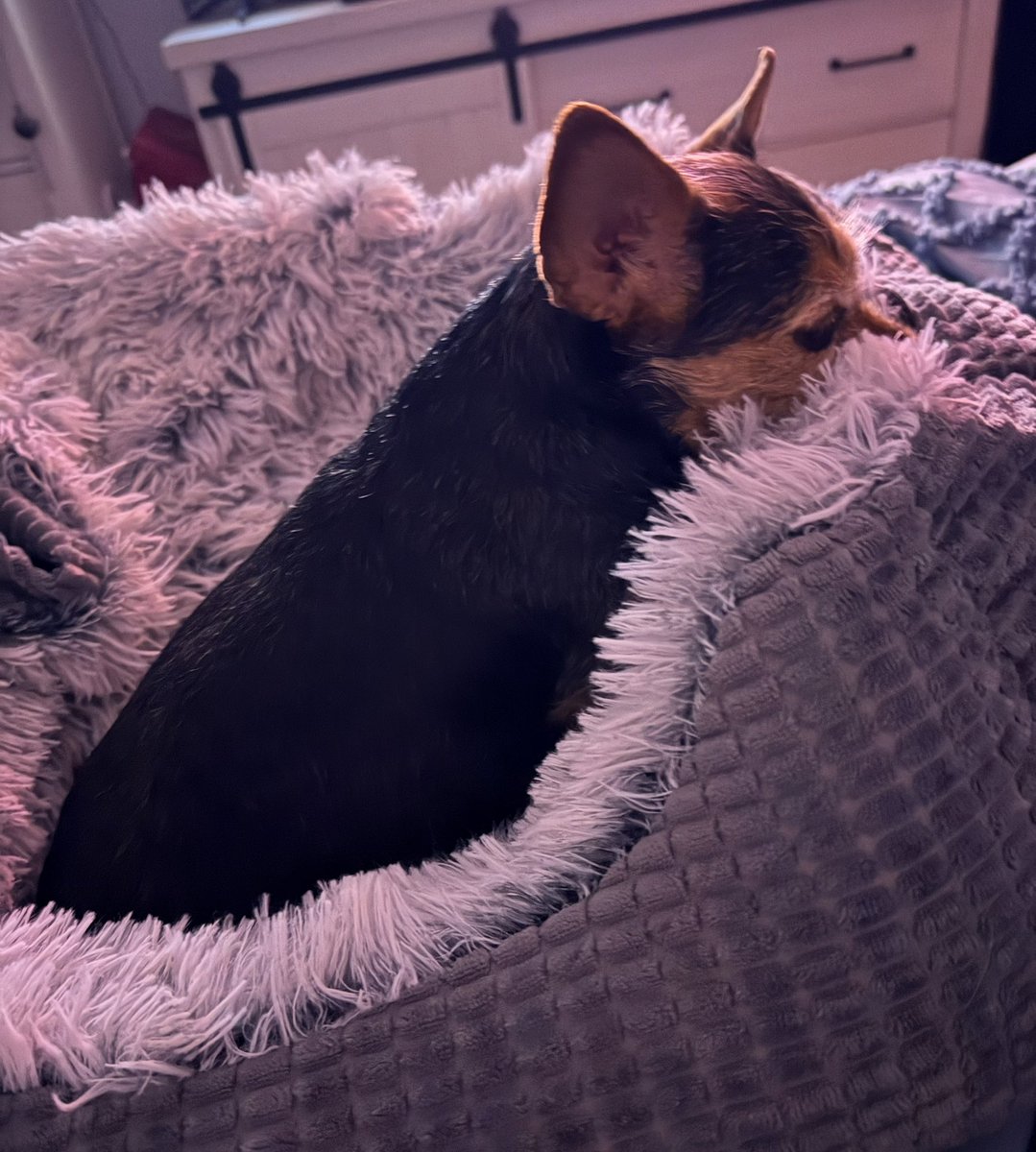 This poor pup has an issue with her neck. The vet said a bulging disc or a pinched nerve. For months now, every few days, she yips &amp; jumps in pain. I have meds that help her temporarily but it can’t be good for her. It just breaks my heart &amp; idk what to do for her. 🥺