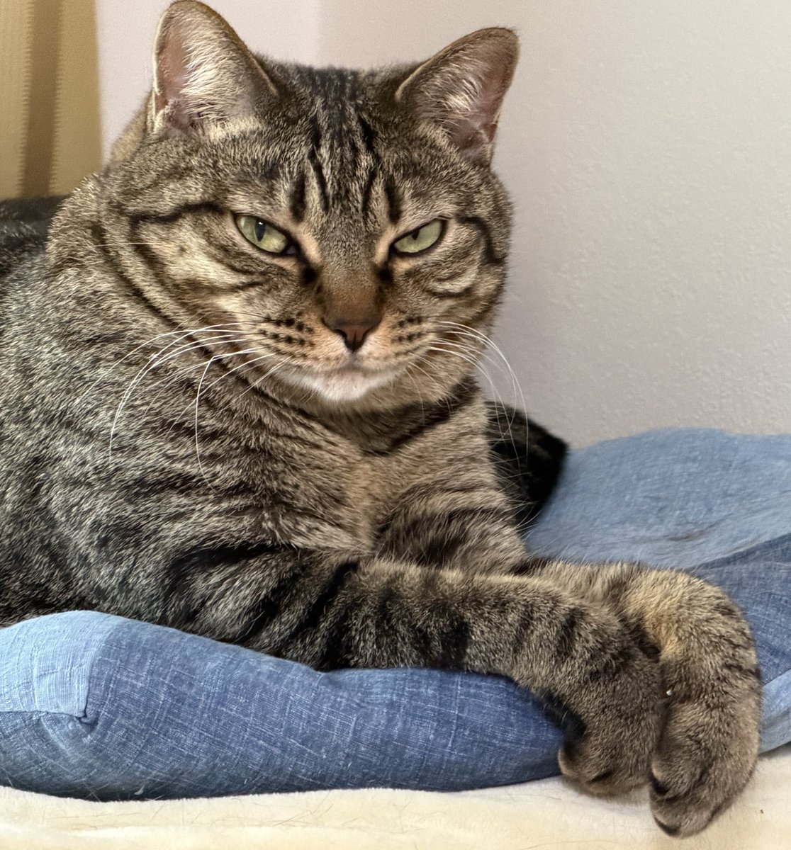 旅猫 (@tabinekocat) / Posts / X