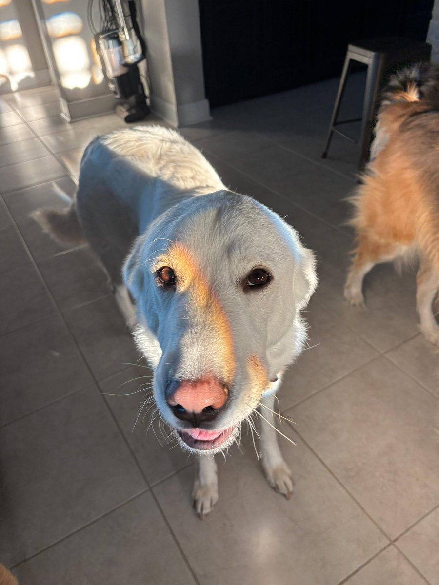 ES HOY ES HOY! NOS VEMOS EN UNA HORA Y MEDIA GENTE, SE RETRASO UN POCO DEBIDO A MI TRABAJO ]: pero ahi los veo! 💖🙌🏽🪷🌸