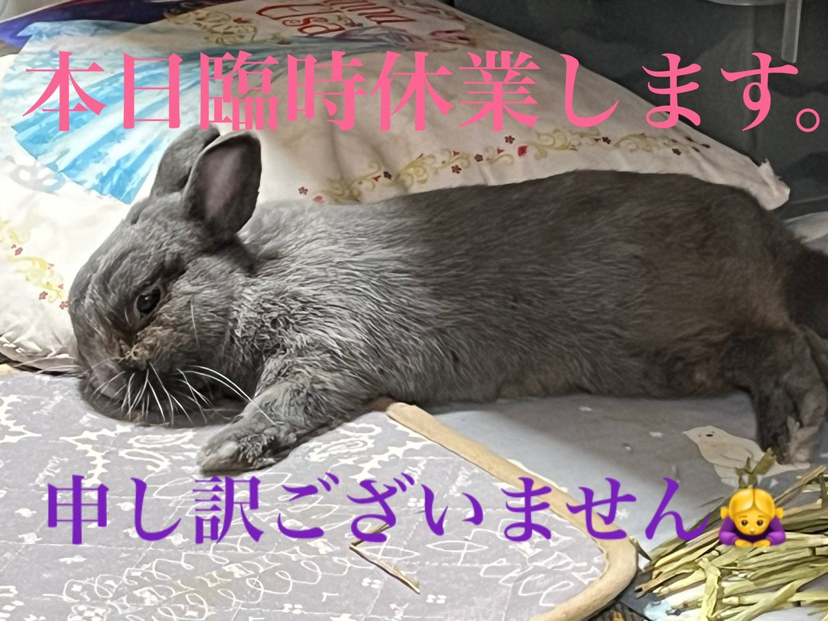 paiichiya's tweet photo. お世話様です。本日、店主が熱を出した為臨時休業させて頂きます。🙇‍♀️ https://t.co/ksbjpgnfXF