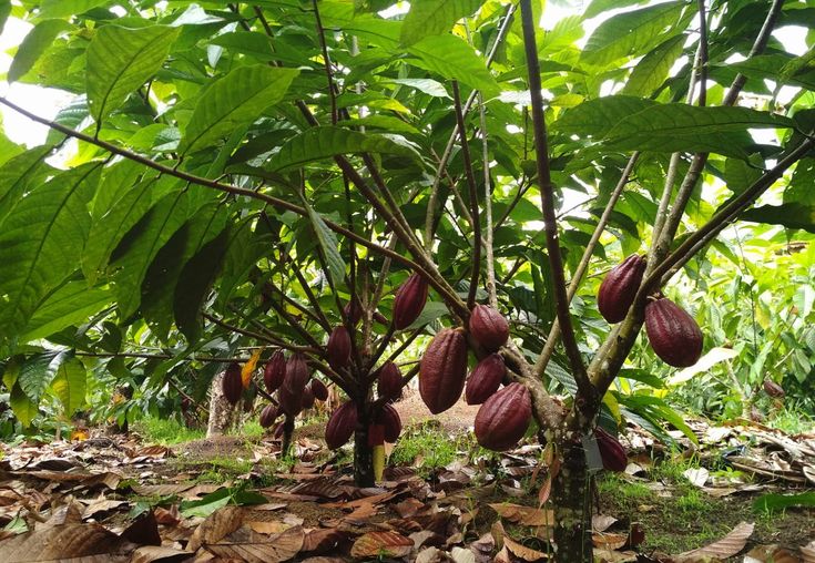 차니ᵛᵃᵈᶦᵈ tweet media