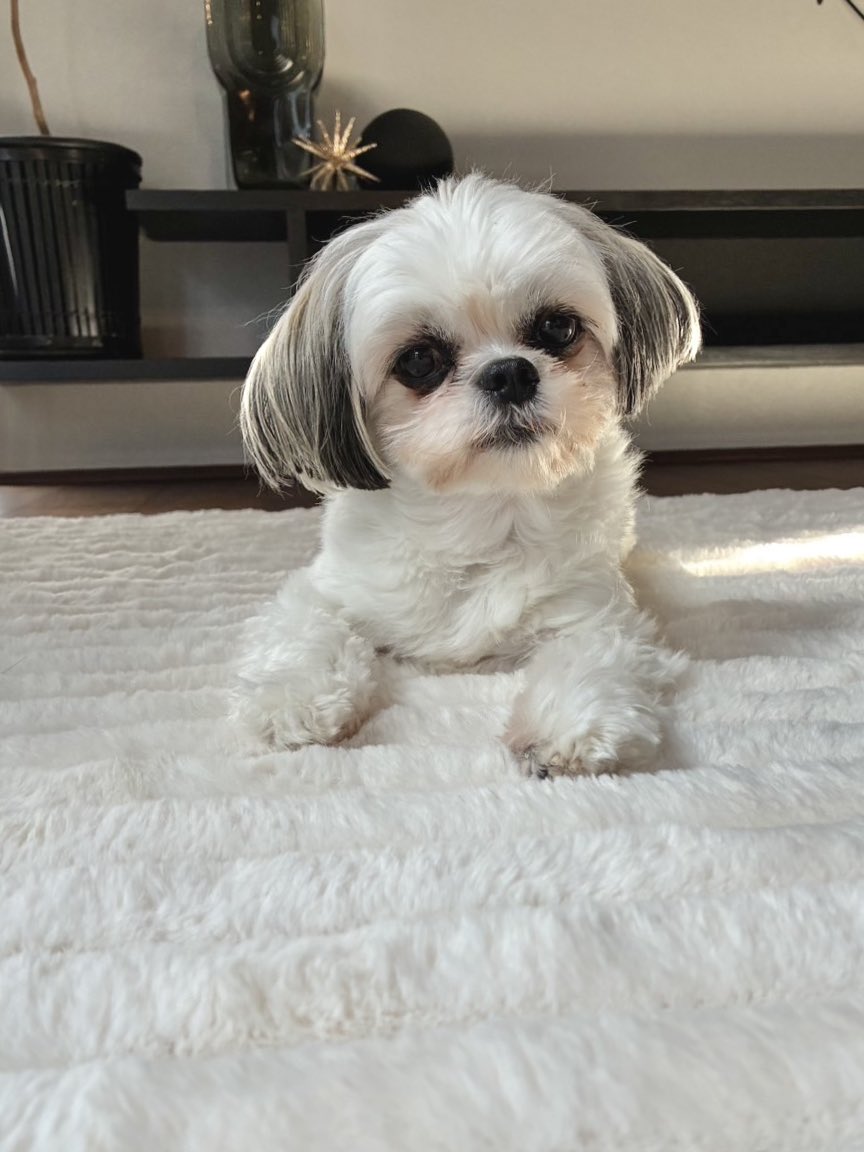 iamoreokun's tweet photo. またまたお久しぶりです🐶
すごく良い天気だ🐶お散歩日和✨ https://t.co/A6lyV6Byea
