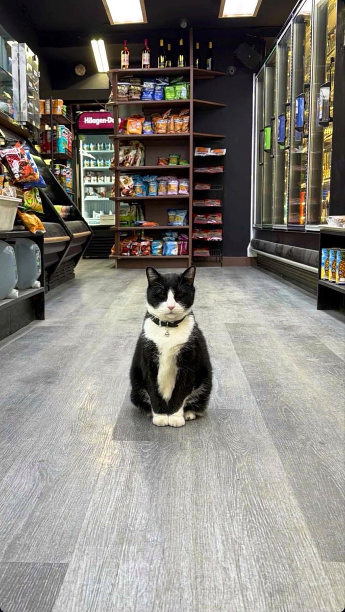 come on in 

/WelcomeToTheBodega 

🥪🐱