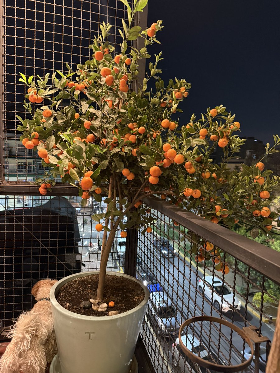 marcelavazquezc's tweet image. Les presumo mi precioso árbol de mandarinas!