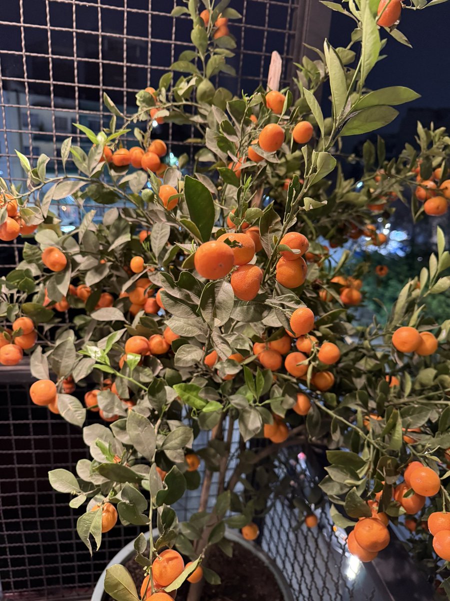 marcelavazquezc's tweet image. Les presumo mi precioso árbol de mandarinas!