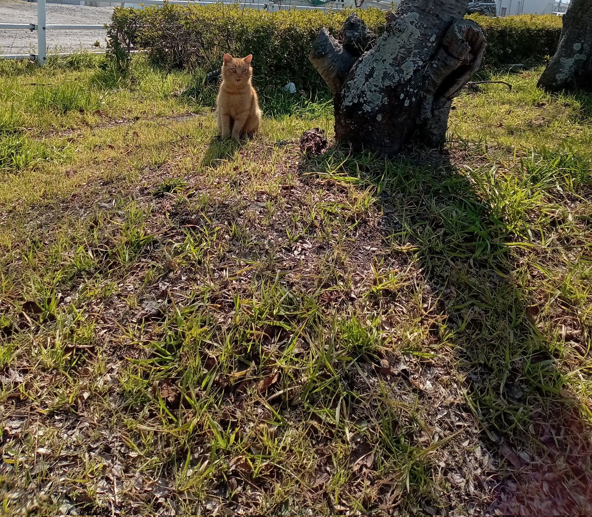 着いて開くまで日向ぼっこしてたら にゃ~🎵は!?