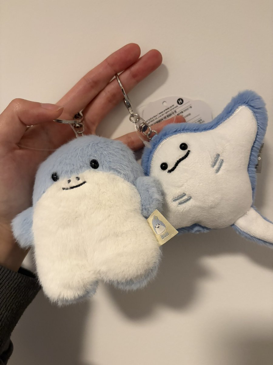 Arira Akai 🐚🦈|| Pre-Debut! || tweet media