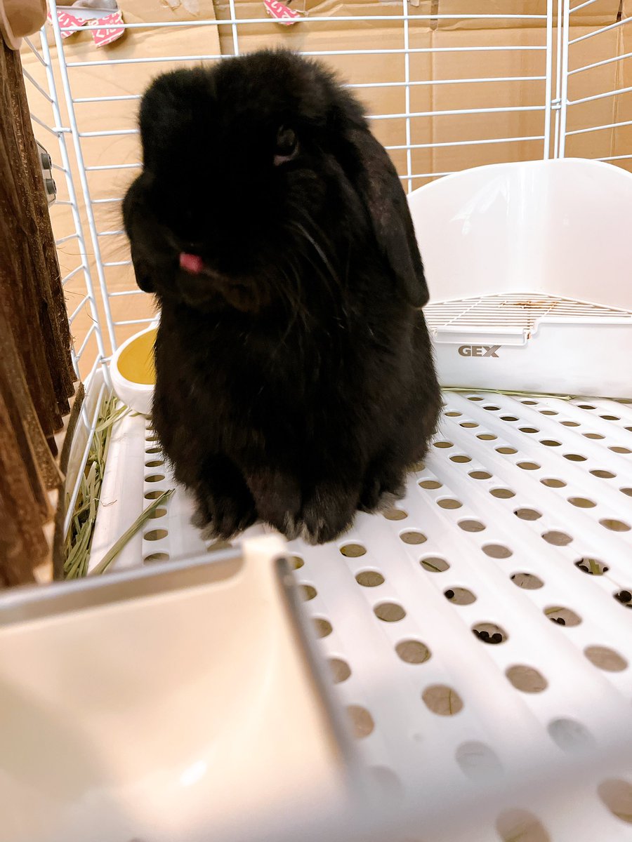 ナマケモノのkeyの日常 tweet media