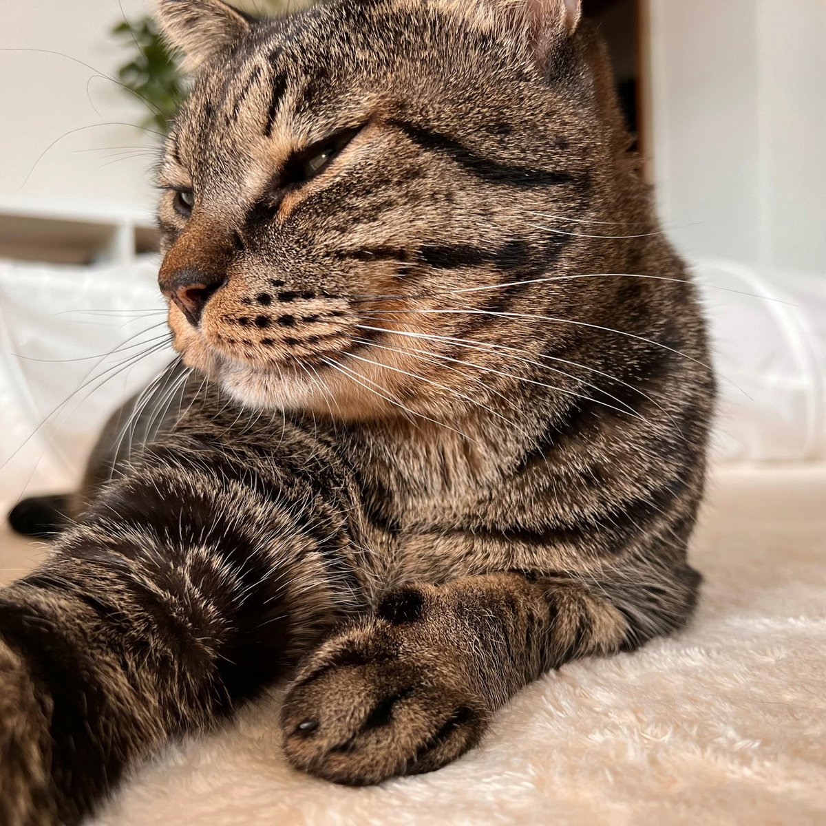 #土アップ祭　
二枚目気取りのドアップ
#ねこかわいいね