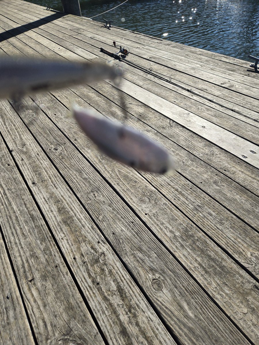 Gotta love the focus on this camera. Like wtf?! Everything around the object is clear, except the object is want.

Lol, anyway...snagged a shad minnow with a shad minnow lure, ironic. My only catch of the day and I lost 3 lures at the dam. 😆