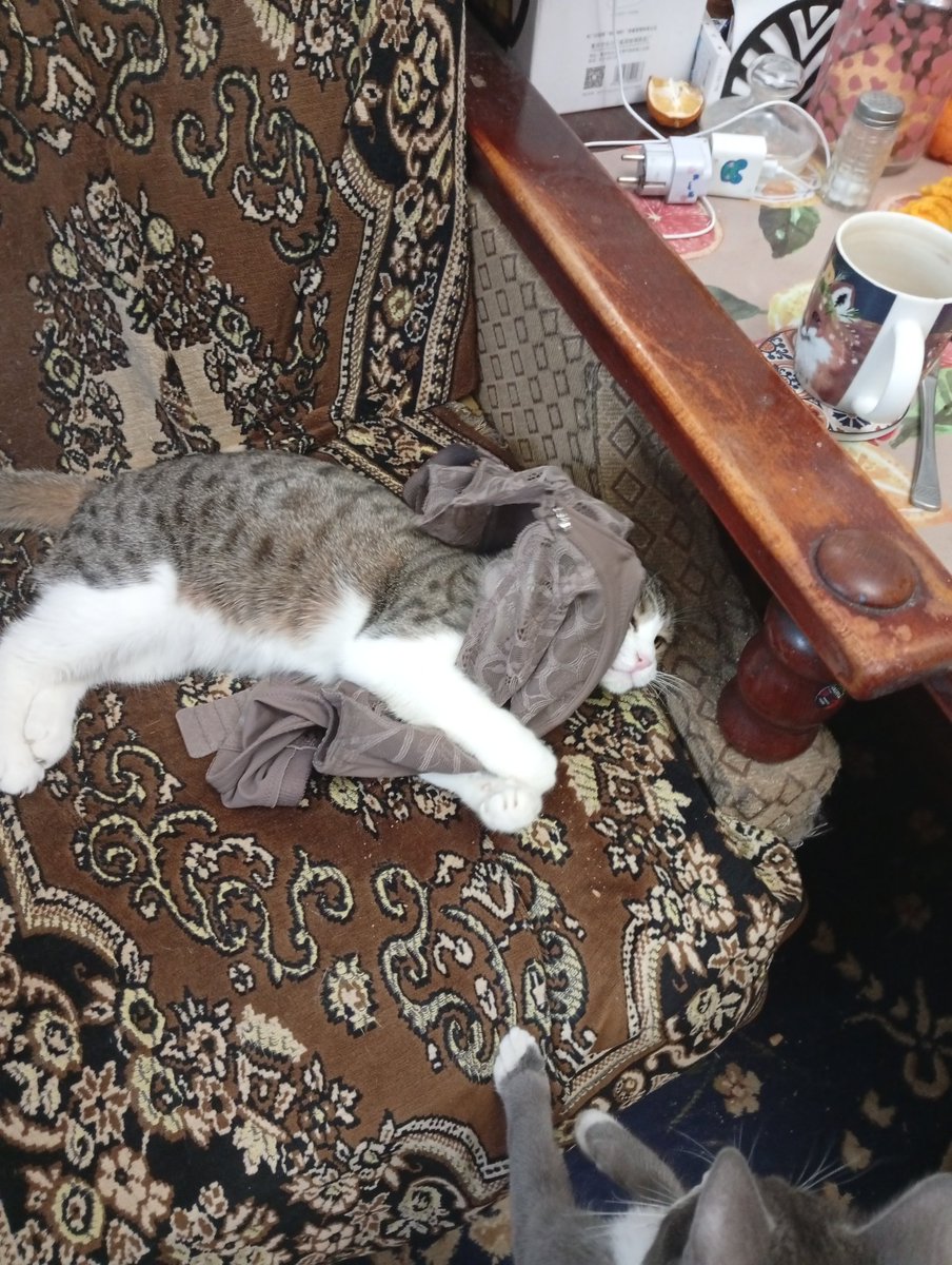 У меня старшая кошка попыталась отжать лифчик