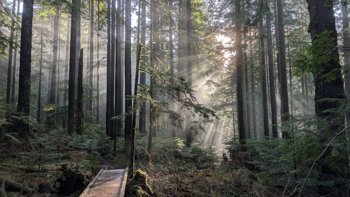 Komorebi . Temperate Rainforest . Hiking Trail . Hikers . Pacific Northwest.

#NatureIsMagic