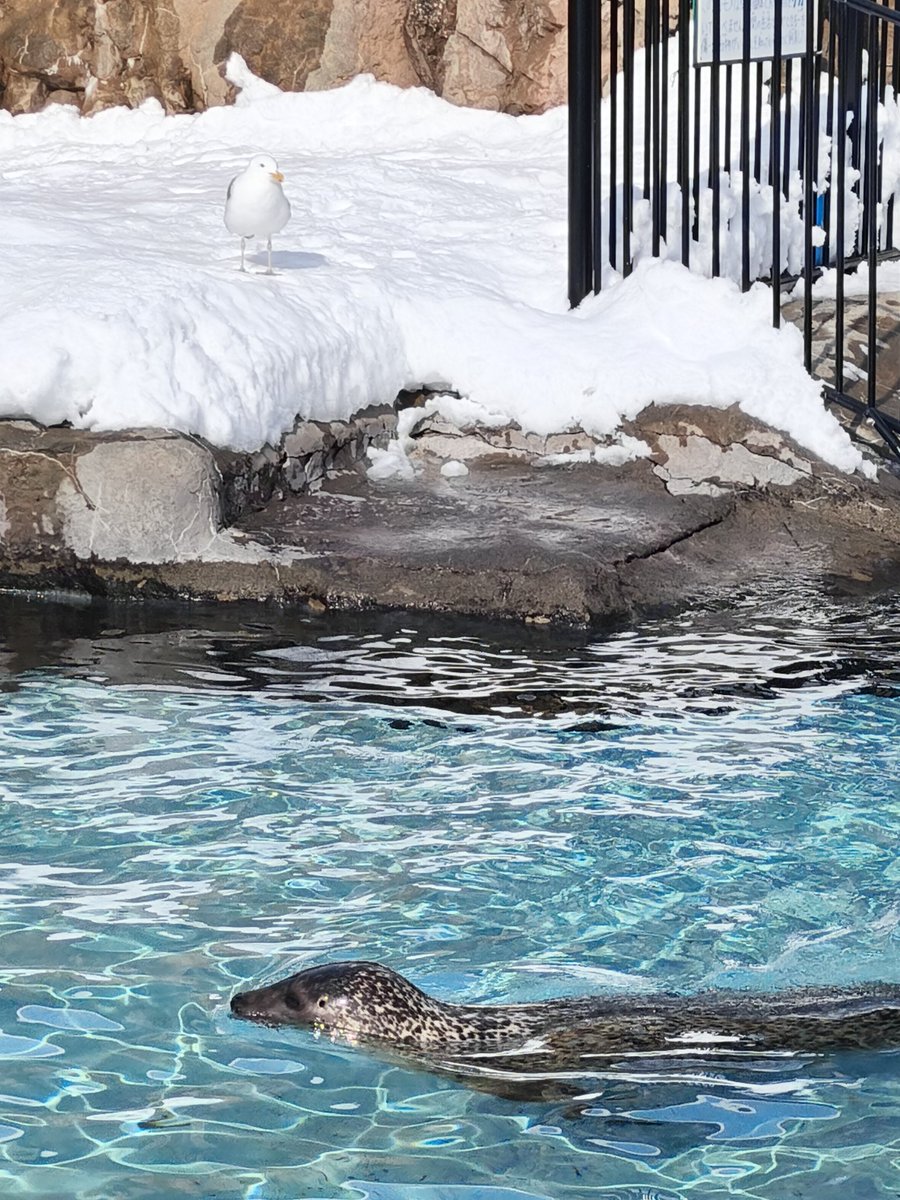 動物見てきたっ
もっさりしてるのかわいいっ 
