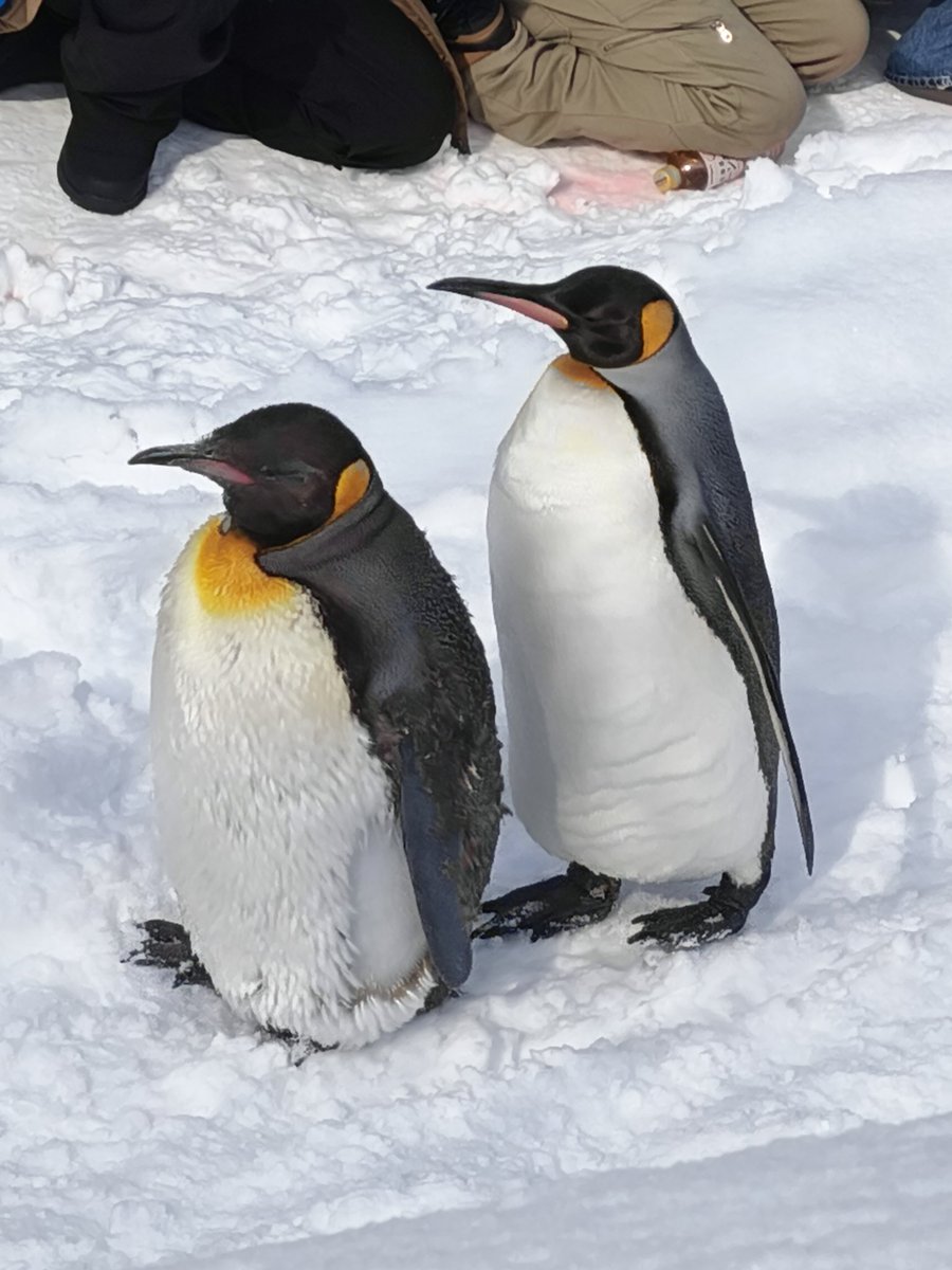 動物見てきたっ
もっさりしてるのかわいいっ 