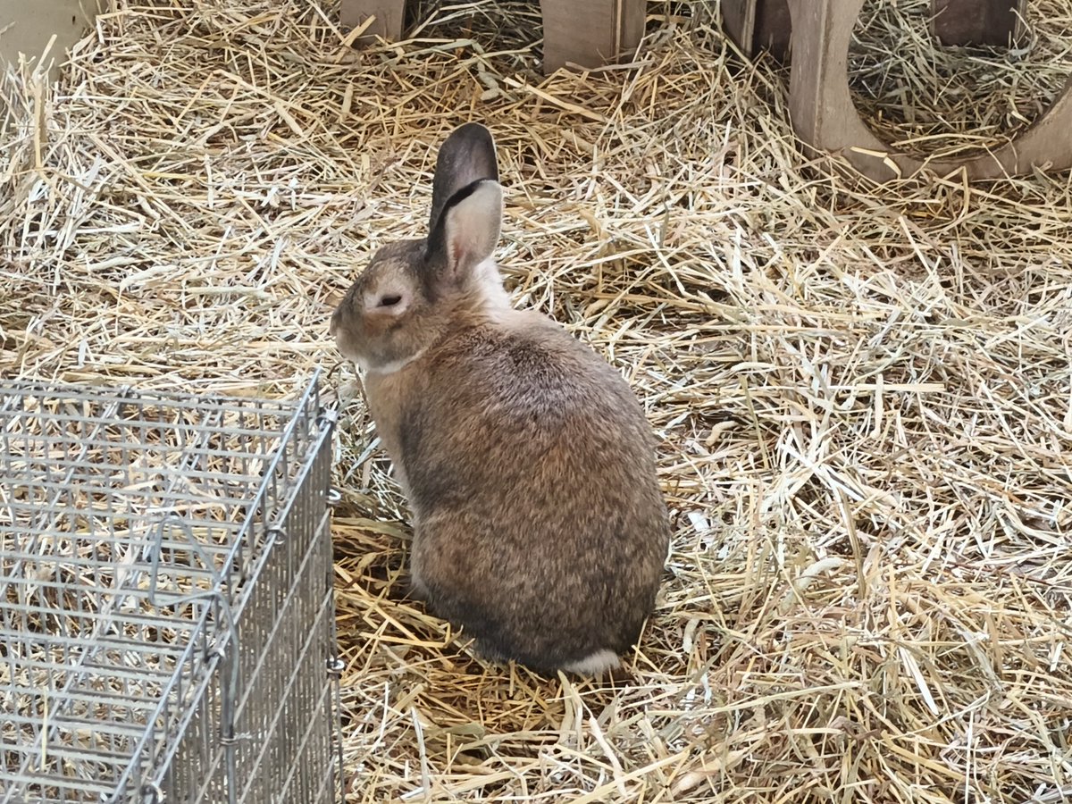 動物見てきたっ
もっさりしてるのかわいいっ 