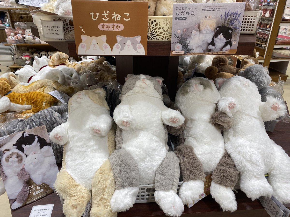 ᐡ• ·̫ •ᐡ)どうぶつフェア開催中ฅ^•ω•^ฅ おすすめ商品をご紹介