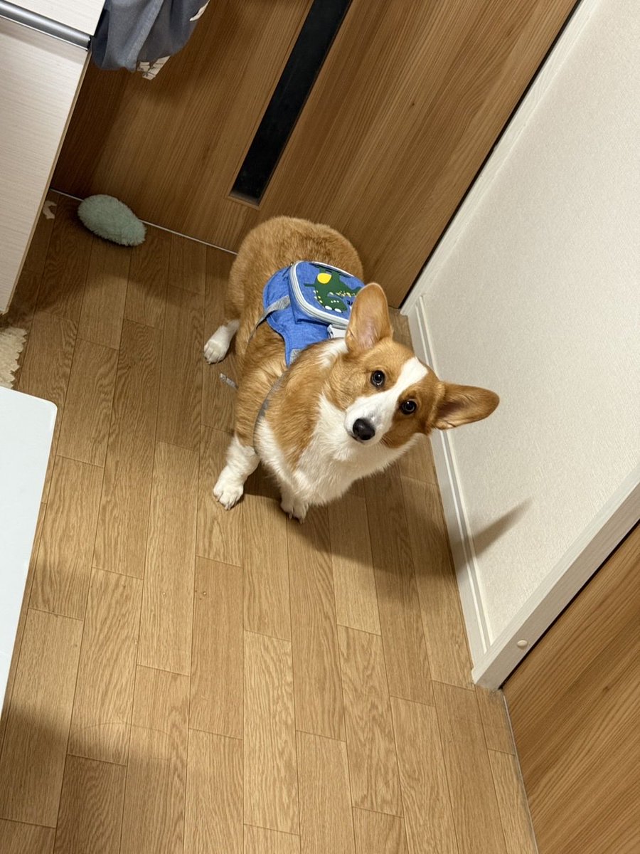 ヤナコ tweet media